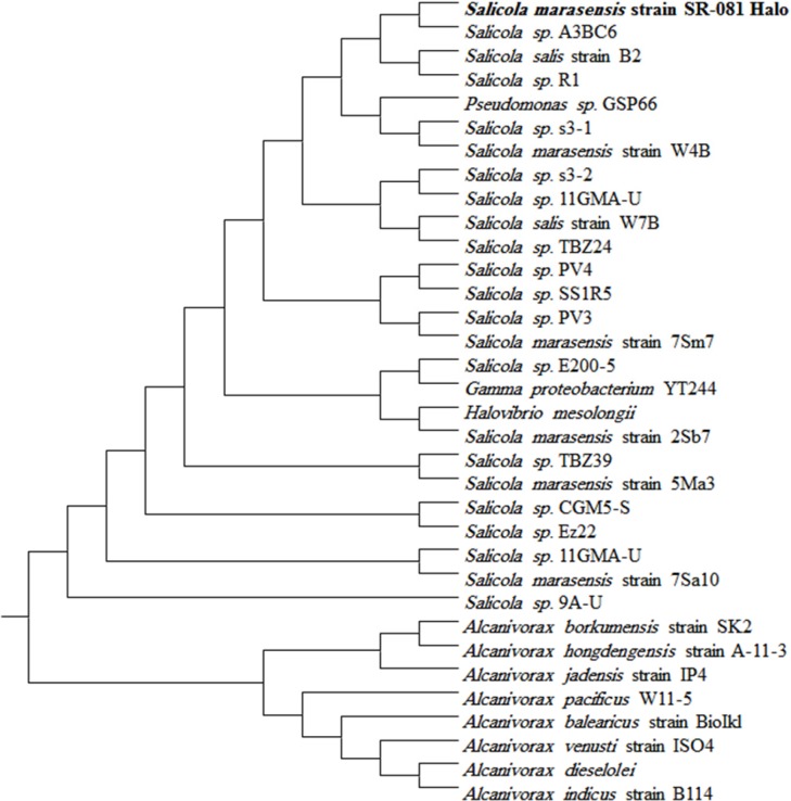 Tree showing the phylogenetic inter-relationships of S. marasensis and its closest relatives