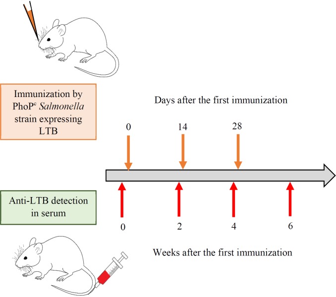 Schematic representation of immunization and anti-LTB detection. The bacterial suspension (109 cfu) of different recombinant PhoPc strains was administrated nasally after anesthetization. The booster doses were administrated two and four weeks later. The blood samples were collected form the tail vein of the mice the day before (0) of first immunization and also 2, 4 and 6 weeks after the last booster dose