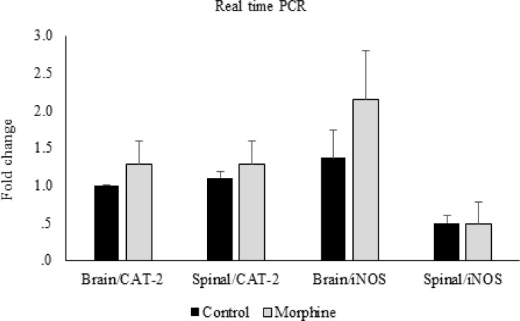 CAT-2 and iNOS gene expression. Comparison of CAT-2 and iNOS gene expression between control and morphine tolerated groups in brain and spinal cord. Data are expressed as means ± S.E.M