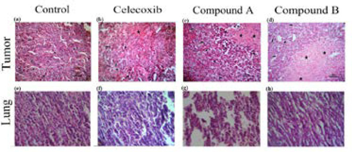 Effect of celecoxib and compounds A and B at dose of 10 mg/kg on solid tumors and lungs in Balb/c mice injected with 4T1 cells. The mice were killed 28 days after cell injection, tumor (a-d) and lung (e-h) sections were evaluated by H&E staining (original magnification ×200). Small arrow: inflammatory cells; Big arrow: tumor cells; Star: necrotic area; Headache: mitotic division