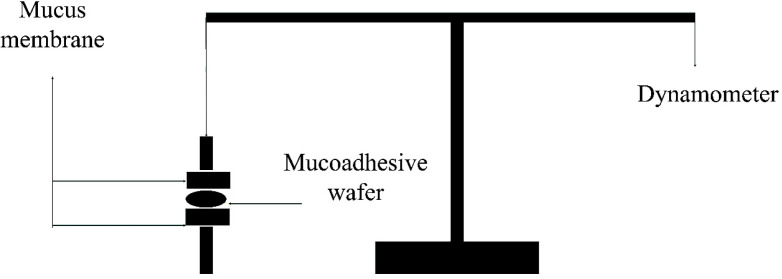 A schematic view of a modified physical balance instrument used in bioadhesion study. Detachment force of rat skin was recorded and reported in the scale of N/Cm2