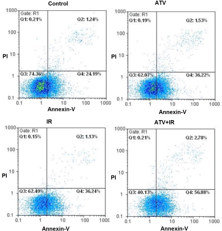 Effect of atorvastatin (ATV; 10 µM) on X-ray radiation-induced apoptosis in A-549 cells. Cells were analyzed for Annexin V binding and for PI uptake using flow cytometry. Representative dot plots of one set of five independent experiments of Annexin V and PI staining are shown. In each figure, the lower left quadrant (Annexin V− and PI−) was considered as live cells, the lower right quadrant (Annexin V+ and PI−) was considered as early apoptotic cells, the upper right quadrant (Annexin V+ and PI+) was considered as late apoptotic and necrotic cells