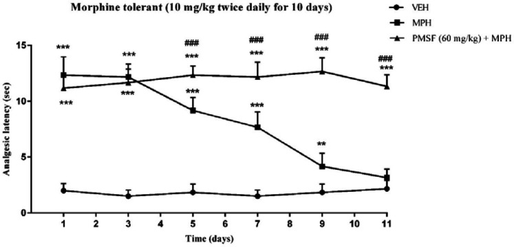 Effect of chronic administration of PMSF on the development of tolerance to the analgesic effect of morphine in mice. To evaluate whether PMSF could reverse morphine tolerance in mice, PMSF (60 mg/kg, i.p.) was administered 30 min before morphine (10 mg/kg, s.c.) twice daily for 11 days. The analgesic effect was recorded on the 1st, 3rd, 5th, 7th, 9th, and 11th days, 60 min after morphine injection in the hot-plate test. Each point represents the means ± SEM. (n = 8). **P < 0.01, ***P < 0.001 vs. saline-treated group; ###P < 0.001 vs. morphine alone treated group (Bonferroni's multiple comparison test)