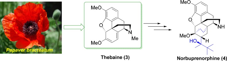The origin of thebaine and its further use for synthesis of norbuprenorphine