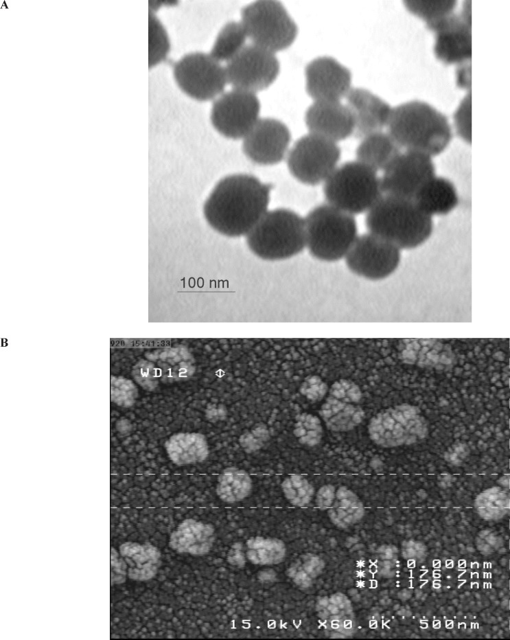 Transmission electron (A) and scanning electron (B) microscopy study of optimized nanoparticles