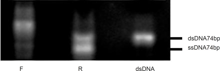 Effect of various primers on the asymmetric PCR products. Results were obtained from 3% agarose gel electrophoresis (positions of ssDNA74bp and dsDNA74bp are marked). Amplification of ssDNA pool at the F:R primer ratio of 5:1 (lane F), at the R:F primer ratio of 5:1 (lane R) and at the F:R primer ratio of 1:1 (lane dsDNA).