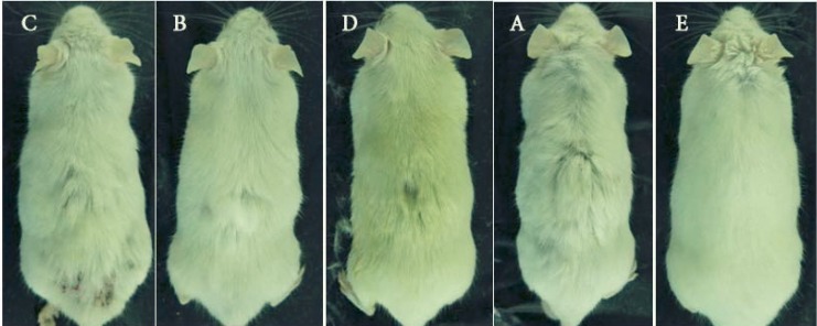 Comparison of hair growth/loss patterns in various groups after 21 days: (C) animal treated with testosterone plus vehicle, (B) animal treated with testosterone plus 2% finasteride, (D) animal treated with testosterone plus 1% A. capillus veneris Linn, (A) animal received testosterone, (E) control animal