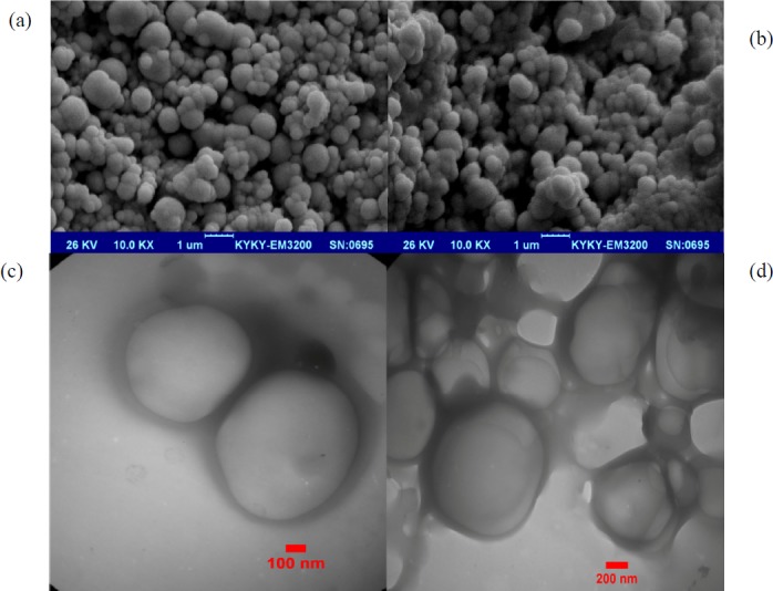 The SEM images of NPs prepared using the double-emulsion-solvent evaporation technique. (a) The pIFN-λ1-loaded NPs, and (b) empty NPs. (c and d) The TEM images of the pIFN-λ1-loaded NPs prepared using the double-emulsion-solvent evaporation technique after 3 months of storage at -70 °C