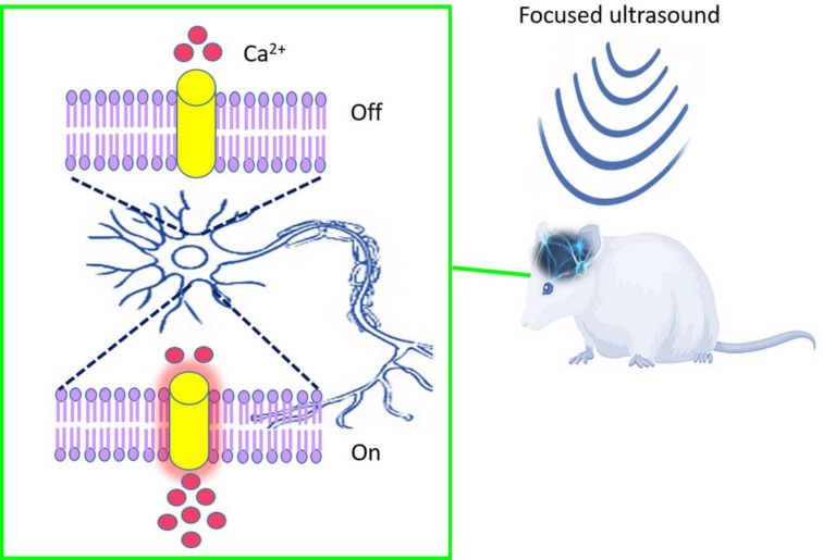 Schematic representation of focused ultrasound for neuromodulation in rodent brain