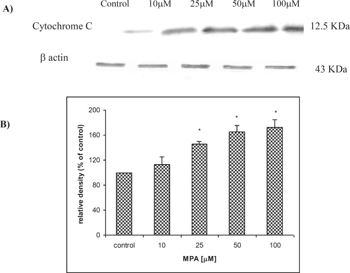 The effect of MPA on Cytochrome C release from treated PTO cells with MPA; (A) indicates the result of western blot analysis and shows that release of Cytochrome C is increased with increasing of MPA concentration and (B) shows the densitometric analysis of the Cytochrome C bands against the corresponding β actin bands