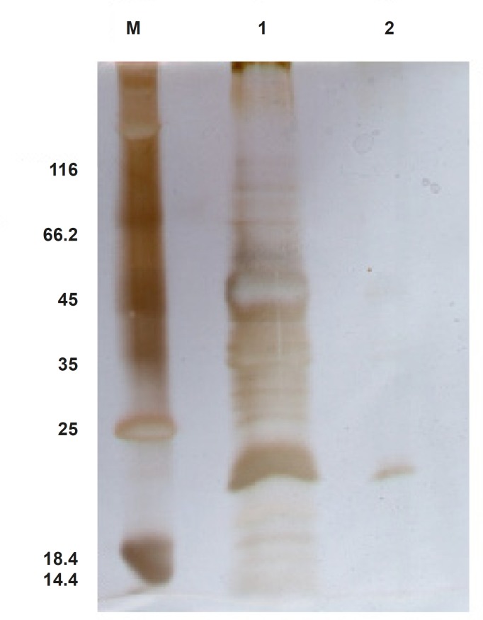 Confirmation of TRAIL Purification through silver staining method. Unstained Fermentase protein ladder #SM0431 (lane M), crude protein extract (lane 1), purified monomer and dimer forms of TRAIL (lane 2) are represented.