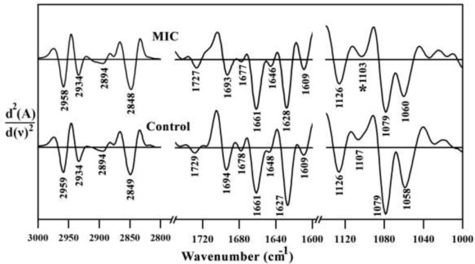 2nd derivative of mean FTIR spectra of Control and MIC treated mouse fetus liver tissues in the 3000–1000 cm-1 wavenumber region. MIC: Miconazole