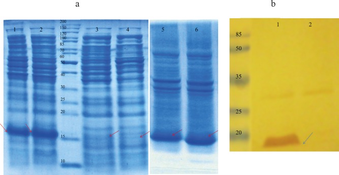 (a) Proteins were separated on a 15 % SDS-PAGE and visualized by Coomassie brilliant blue R250 staining. Lane 1: total protein, after induction with 1 mM IPTG for 3 h at 37 °C IPTG-induction; Lane 2: total protein after auto-induction for 8 h at 37 °C; Lane 3: soluble cytoplasmic fraction following auto-induction for 7 h at 37 °C; Lane 4: soluble cytoplasmic fraction after induction with 1 mM IPTG for 3 h at 37 °C; Lane 5: insoluble cytoplasmic fraction after induction with 1 mM IPTG for 3 h at 37 °C; Lane 6: insoluble cytoplasmic fraction following auto-induction for 7 h 37 °C. (b) Western blot analysis with anti-His antibody. Total protein extracted from E. coli BL21 (DE3) containing pET28a (rGM-CSF) after induction (lane 1) and before induction as negative control (lane 2). rGM-CSF (16 kDa) is denoted by arrows