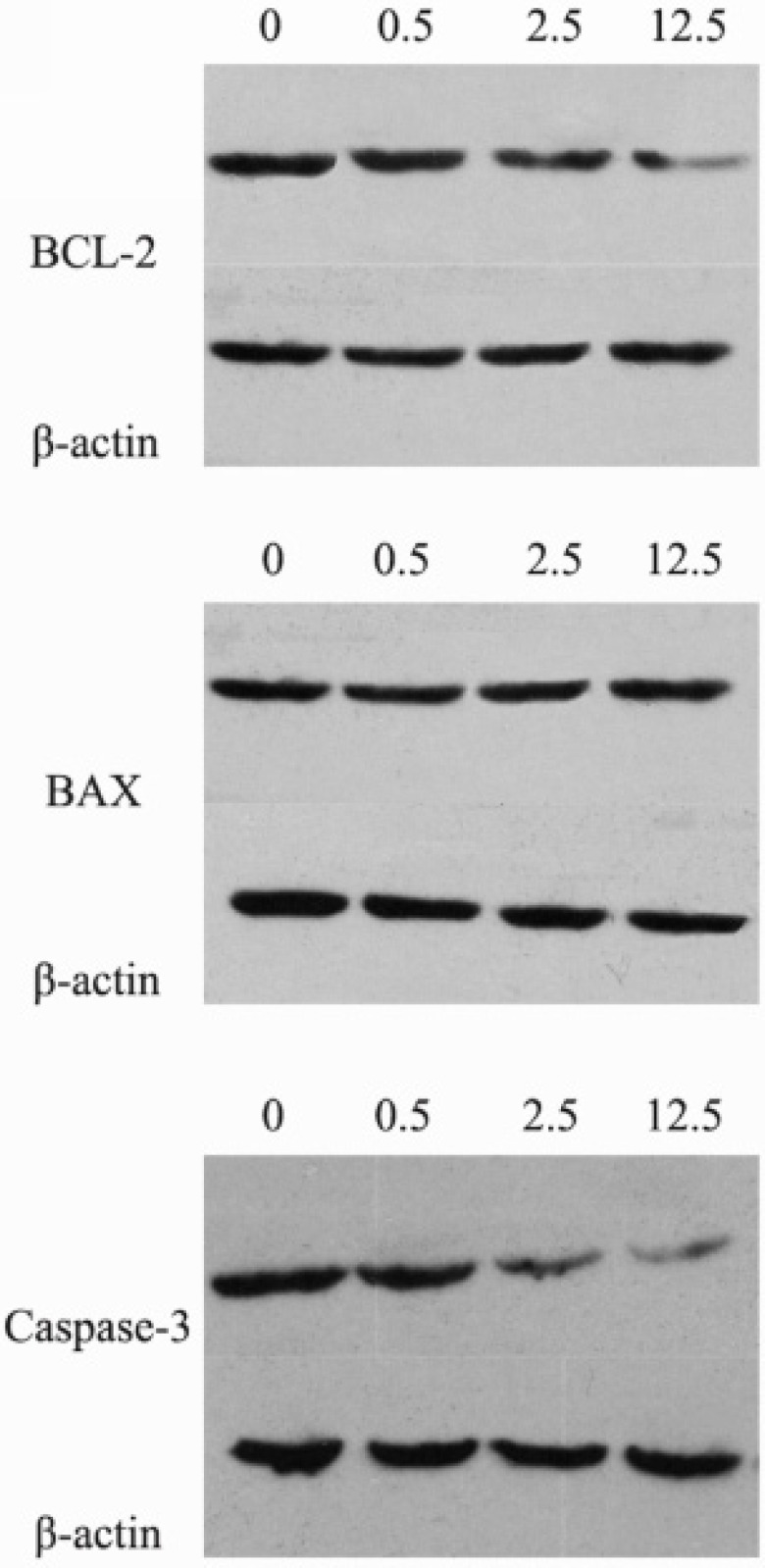 The protein expression levels of BCL-2, BAX and caspase-3 after the treatment of luteolin (0, 0.5, 2.5, 12.5 μg/mL, respectively) for 24 hours. 0: control group; 0.5: Luteolin (0.5 μg/mL); 2.5: Luteolin (2.5 μg/mL); 12.5: Luteolin (12.5 μg/mL)