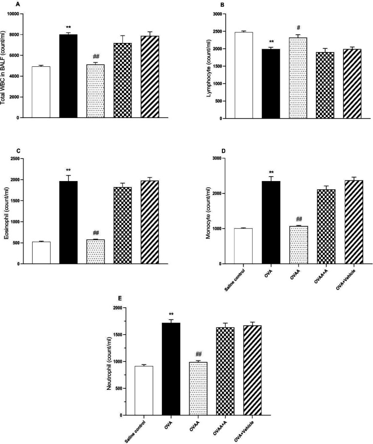 Effect of CB2 agonist on OVA-induced asthma in count of total WBC (A), lymphocyte (B), eosinophil (C), monocyte (D), and neutrophil (E) in BALF. Data are expressed as mean ± S.E.M. (n = 6) and one-way ANOVA followed by TUKEY’s multiple range test. **p < 0.001 as compared to saline control group, #p < 0.05 or ##p < 0.001 as compared to OVA group