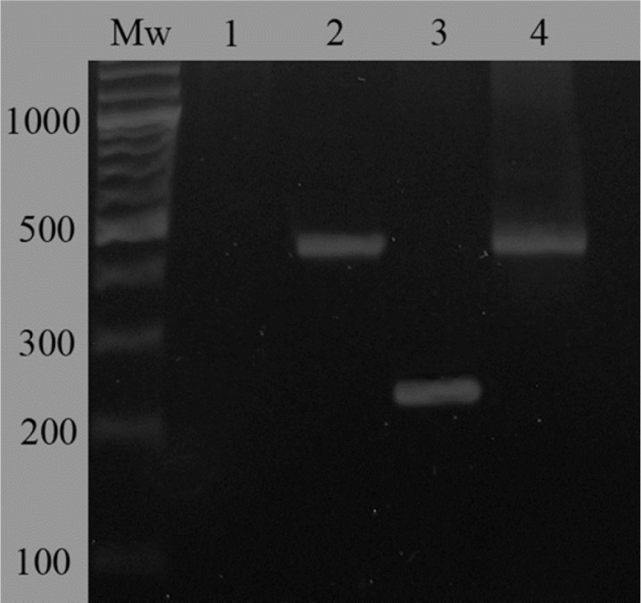 Evaluation of mRNA expression of Lcn2 gene in Lcn2-HEK293 cells comparing to mock-transfected HEK293 cells by RT-PCR. A 240-bp fragment indicated over-expression of Lcn2 in Lcn2-HEK293 cells (lane 3). Not any amplified band was observed in case of the mock-transfected cells confirming the very low level of Lcn2 expression in these cells (lane 1). Evaluation of GAPDH mRNA expression in mock-transfected and Lcn2-HEK293 cells was considered for normalization (lanes 2 and 4, respectively). Mw corresponds to molecular weight marker