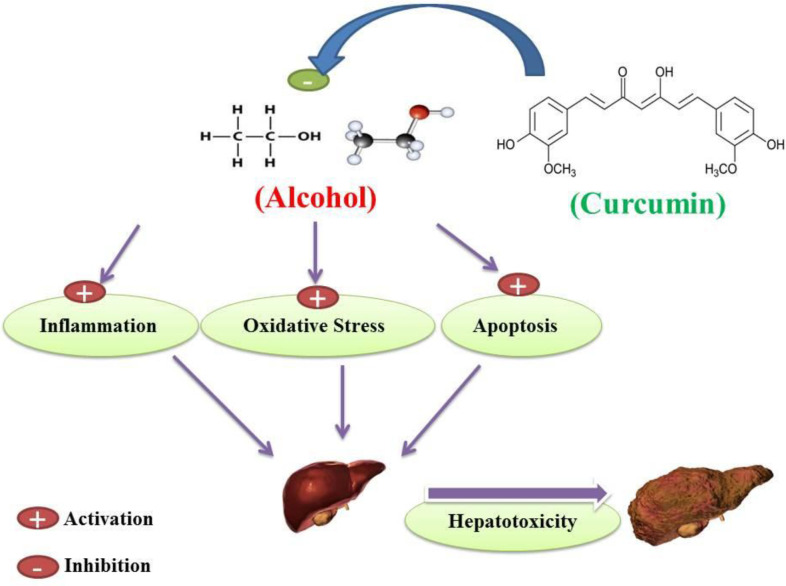 A whole brief history of curcumin heptoprotective effects against alcohol-induced hepatotoxicity. Curcumin inhibition of alcohol-induced oxidative stress, inflammation and apoptosis may protect hepatocellular tissue in alcohol-induced subjects and prevent the occurrence of alcohol-induced hepatotoxicity