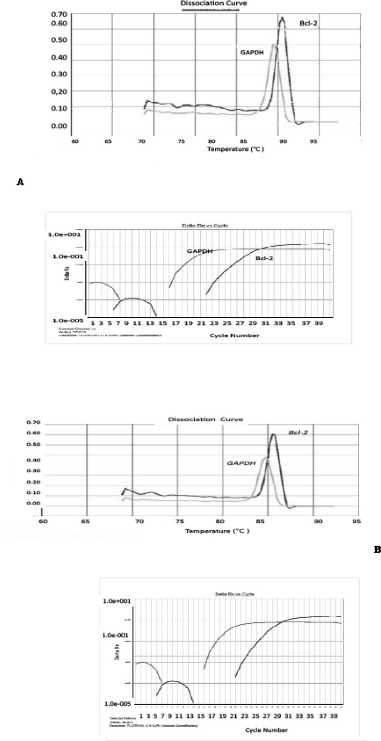 Amplification and melting curve analysis of real-time PCR for bcl-2 and GAPDH genes. (A) Melting curve analysis for PCR products obtained with the specific primer pairs for bcl-2, and GAPDH genes in ischemia sample. Amplification curve analysis of bcl-2 and GAPDH genes in (B) PTX group, (C) normal group and (D) vehicle group