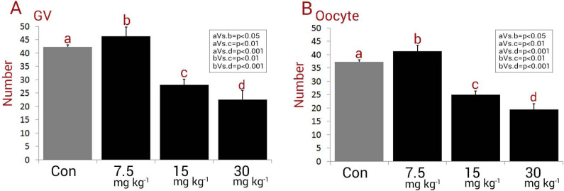 Mean numbers of (A) germinal vesicles (GV) and (B) oocytes in different groups, all data are presented in mean ± SD. Different letters are representing significant differences between groups, Con: Control. Note decreased GV and oocyte number in 15 mg kg-1 and 30 mg kg-1-receiving groups versus control animals