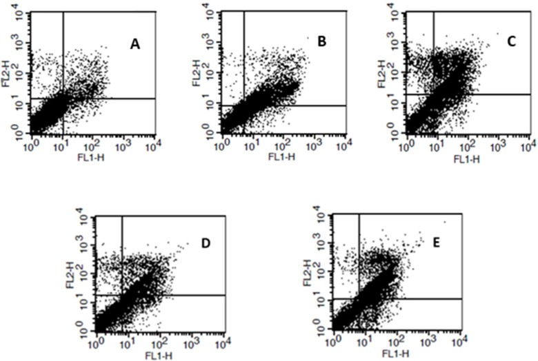 Analysis of cell death mechanism in K562 cells by flow cytometry. (A) Control non-treated cells, cells were treated with (B) 5   , and (C) 10    of cisplatin, or (D) 0.125    and (E) 0.25    of the palladium complex for 12 h, and then stained with Annexin V-FITC and PI