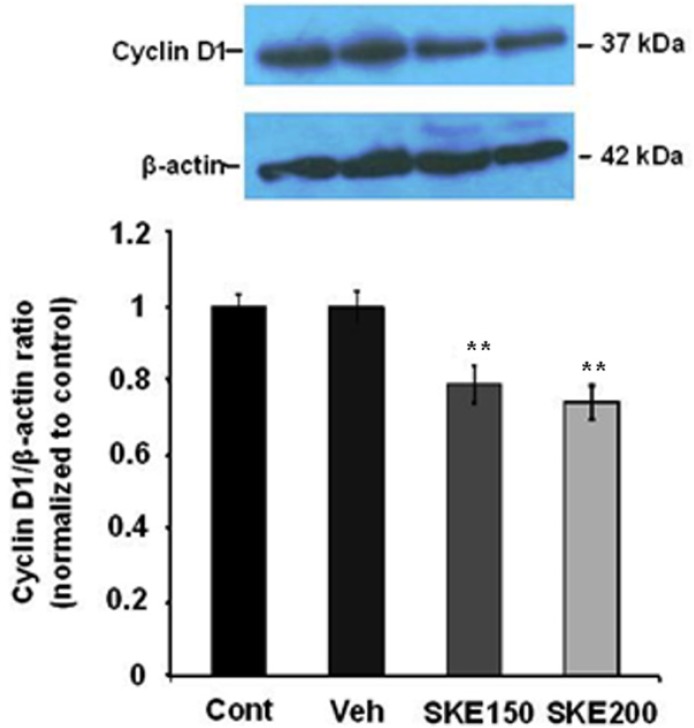 Effect of satureja khuzestanica total extract (SKE) on the level of cyclin D1 in MCF-7 cells. Each value represents the mean ± SEM band density ratio for each group. β-actin was used as an internal control. **P < 0.01 significantly different versus control and vehicle-treated cells