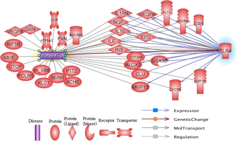 Pathway constructed from the Pathway studio database and show main functional proteins that linked between TLR4 and neuropathy