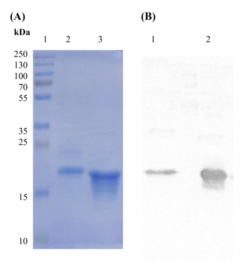 SDS-PAGE and western blotting analyses of I44 and I49 domain antibodies. The band around 17 kDa represents the produced I44 and I49 domain antibodies. (A) lane 1 is the protein weight marker, lane 2 represents the purified I44 and lane 3 is the purified sample of I49. (B) The western blot analysis of the samples shown in A. Lanes 2 and 3 correspond to lanes 2 and 3 in A