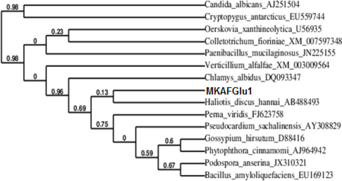 The phylogenetic tree of novel β-glucanase gene MKAFGlu1 with closely related proteins