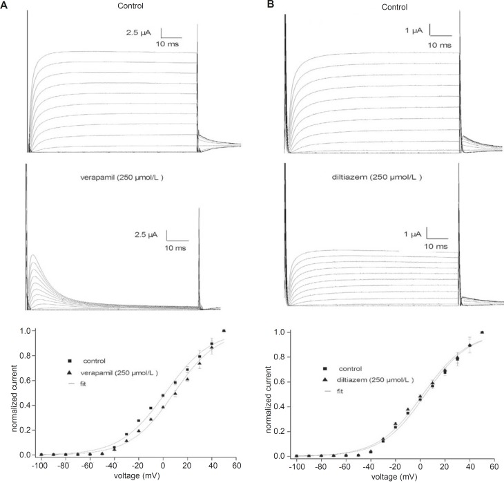 Effects of verapamil (A) and diltiazem (B) on the activation of the fKv1.4ΔN currents. Current traces were obtained by applying 80 ms pulses to potentials ranging from –100 to +50 mV and were followed by tail currents upon repolarization to –40 mV in the absence (upper panels) and in the presence of 250 μmol/L verapamil and 250 μmol/L diltiazem (middle panels). Bottom panels: steady-state activation relationships. The peak currents (measured at +50 mV) are plotted as a function of the holding potential. Continuous lines represent the fit of the data to a Boltzmann equation: f = 1/{1 + exp*[(V – V1/2)/k)]}, where V represents the test potential, V1/2 is the mid-point of activation, and k is the slope factor. Average data are shown as mean ± SEM (n = 5).