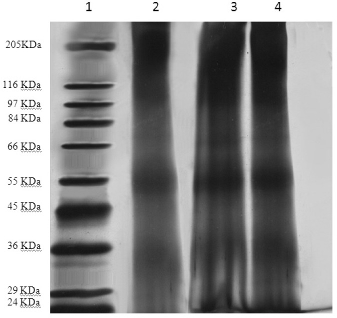 The SDS-PAGE gel Samples were loaded onto a 10% acrylamide gel. Protein bands were visualized by silver nitrate staining. Samples from left to right: 1. molecular weight reference marker; 2. original TT solution; 3 and 4. liposomal suspensions before and after extrusion.