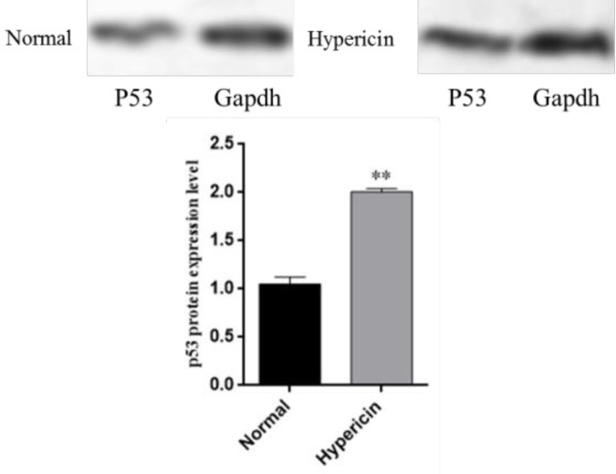 Western blot analysis for p53 protein after treatment of AGS cells with Hypericin. After treatment of AGS cells with the IC50 of Hypericin, p53 protein level increased about 2 fold more in treated cells (p value = 0.0071)