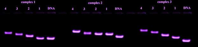 DNA fragments at different concentrations of complexes (1, 2 and 3) at 25 °C: one lane having: DNA control; lane 1-4: complex (1, 2 and 3) + FS-DNA