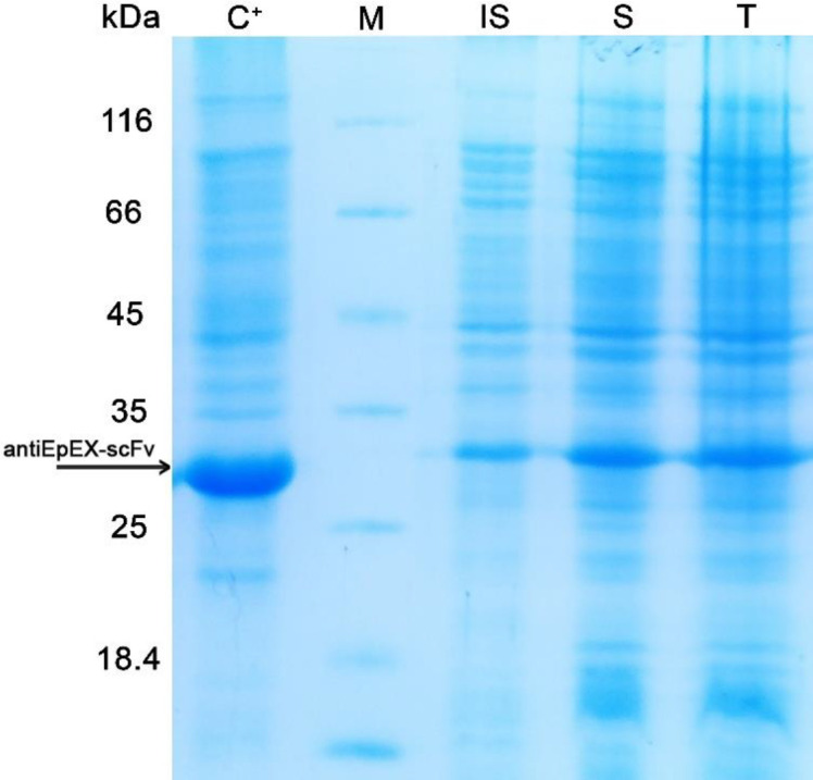 SDS-PAGE analysis of antiEpEX-scFv expression in E. coli SHuffle™ (DE3) in M9 minimal medium. (IS) Insoluble Fraction, (S) Soluble fraction, (T) Total lysate of antiEpEX-scFv protein expression induced inOD600 = 0.6 with 1 mM IPTG at 30 ᵒC for 24 h in M9 minimal medium. (C+): induced total cell lysate of E. coli SHuffle™ (DE3) in OD600 = 0.8 with 0.8 mM IPTG at 37 ᵒC for 24 h in LB medium, (M) Protein molecular weight marker (14.4 – 116 kDa). Arrow indicated antiEpEX-scFv (~ 30 kDa).