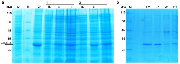 SDS-PAGE analysis to characterize the optimum conditions. (a) two repeats of antiEpEX-scFv expression for model confirmation (induced with 1 mM IPTG in OD600 = 0.7 at 23 ᵒC), (C+): induced total cell lysate of E. coli SHuffle (DE3) in LB medium, (C-) uninduced total cell lysate, (IS): insoluble fraction, (S): soluble fraction, (T): Total cell lysate, (M) Protein molecular weight marker (14.4 – 116 kDa); (b) purified antiEpEX-scFv with Ni-NTA column, (E1, E2) Eluted proteins fractions, (W) wash , (F.T) flow through (M) Protein molecular weight marker (14.4 – 116 kDa).