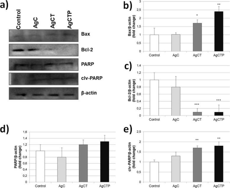 Effects of AgCT NPs (25 ng/mL) on apoptotic and anti-apoptotic proteins in HT-29 human colon cancer cells for 24 h. (a) Western blot bands of expression levels of Bax, Bcl-2 and PARP proteins. Each protein band was normalized to the intensity of β-actin used. Western blot densitometry analysis of (b) Bax (c) Bcl-2 (d) PARP (e) clv-PARP protein expression levels. (*p ˂ 0.05, **p ˂ 0.01, ***p ˂ 0.001 compare to control cells, (Results are representative of three biological replicates).