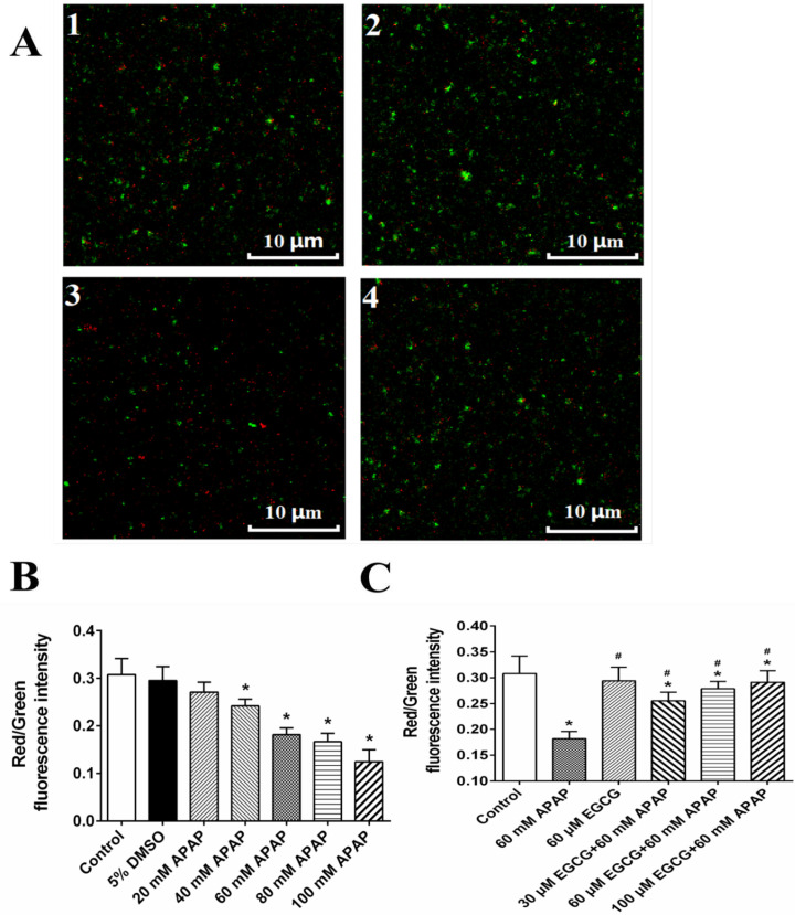 Effect of APAP on MMP and protective role of EGCG in-vitro. A: MMP observed by confocal fluorescence microscope; and 1: control; 2: 60 mM APAP; 3: 60 μM EGCG; 4: 60 μM EGCG + 60 mM APAP. The quantitative data about the ratio of red and green fluorescence were presented in panels B and C. The data are mean ± SD, n = 3. In B, *p < 0.05, compared to 5% DMSO; in C, *p < 0.05, compared to control, and #p < 0.05, compared to 60 mM APAP