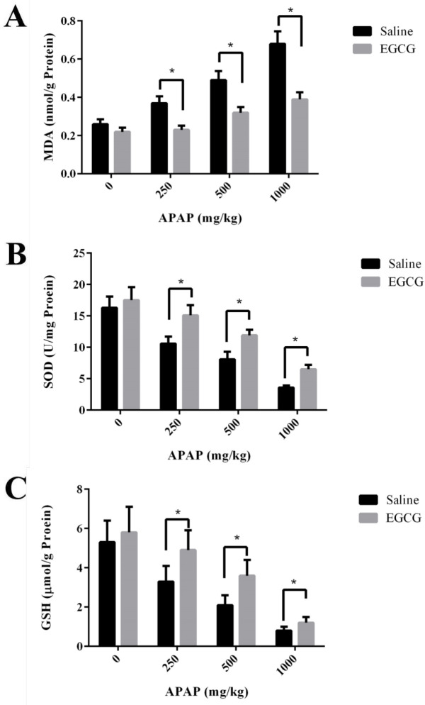 (A) MDA, (B) SOD and (C) GSH levels in the liver of SD rats with/without EGCG pre-treatment after being injected APAP for 8 h. Values represent the mean ± SD. *p < 0.05, based on student's t-test