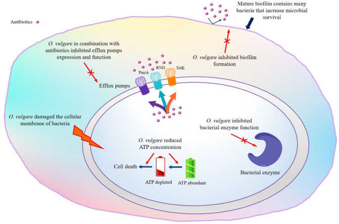 Different mechanisms of O. vulgare antibacterial activity