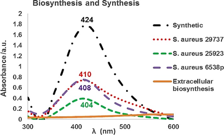 UV-Vis spectra of synthetic silver nanoparticles (SNPs) and biosynthetic SNPs using Staphylococcus aureus (S. aureus) intracellularly. In extracellular biosynthesis, culture flasks were incubated under either with or without bright light. The obtained supernatants did not show any absorption in the presence of AgNO3 at 350–600 nm range. Also, the obtained supernatants of KNO3- treated culture ﬂasks revealed no absorption in the presence of AgNO3 at 350–600 nm range