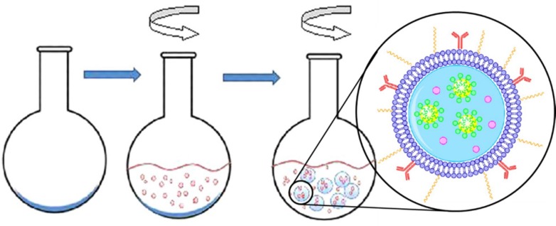One-step process of eLiposomes production. Phospholipid is deposited on the flask and an emulsion is added. eLiposomes form while the flask is rotated. Reprinted with minor modification from reference (145), with permission from American Chemical Society, Copyright 2012