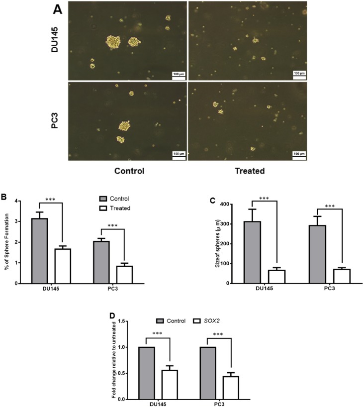 The effect of Halobacterium salinarum IBRC M10715 supernatant metabolite on stemness properties of prostate cancer cell lines. (A) 106 cells of treated with 0.5 mg/mL concentration of Halobacterium salinarum SM per T25 flask were subjected to sphere formation in no-adherent conditions. Untreated cells were used as control group. (B) The percentage of spheres pre and post treatment was calculated by dividing the number of spheroids to the number of seeding number of seeding number ´ 100. (C) Size of spheres in pre and post 48 h treatment of PC3 and DU145. (D) The relative expression of SOX2 gene (as pluripotency marker) was assessed by quantitative real-time PCR. The GAPDH was used for normalizing of data. Bars indicated Mean± SD of at least 3 biological replicates, (***p < 0.001).