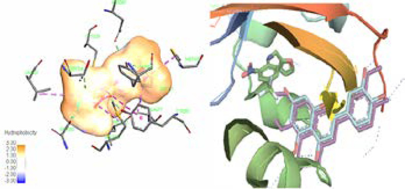 (Leaft) The ligand (020) in center of the binding pocket of 3H82, amino acids of the active box, and hydrophobicity map of binding pocket. (Right) The same view of binding pocket of 3H82 with ligand (020), luteolin 5-methyl ether, and cirsilineol. Chromen-4-one and C-ring of flavones clearly surrounded by the hydrophobic environment. Dotted line (dark blue) in B-ring showed potential of this part of flavones structures for hydrophilic interaction. All panels are shown in the same orientation. Active site analysis was carried out using Pymol & Discovery studio visualizer software