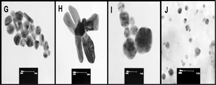 Morphology and size distribution of synthetic (G-H) and biosynthetic (I-J) silver nanoparticles (after extraction process) determined by TEM images. Scale bars are 50, 100, 20, and 50 nm respectively