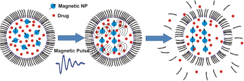 Fast release of the liposomes’ payload by using short magnetic pulses to disrupt the lipid bilayer of liposomes loaded with magnetic nanoparticles. Reprinted from reference (88) Copyright 2014, with permission from American Chemical Society