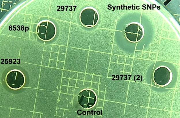 Image of agar diffusion test. Staphylococcus aureus ATCC 29737 was added to Mueller-Hinton agar medium. 200 µg/mL of Synthetic and biosynthetic silver nanoparticles was added to the wells. (2) 400 µg/mL of the biosynthetic SNPs was added to the well