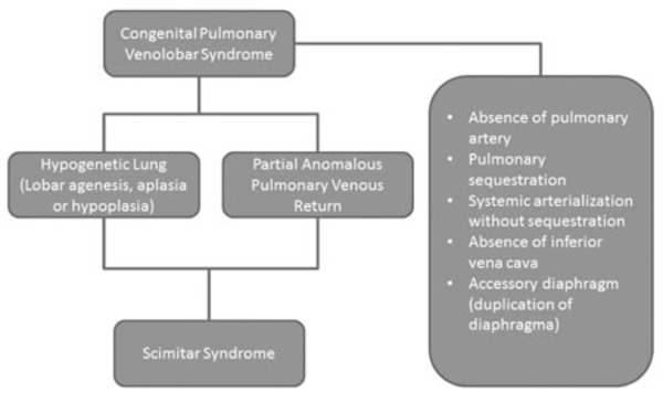 Congenital Pseudohorseshoe Lung Associated with Scimitar Syndrome | IJ ...