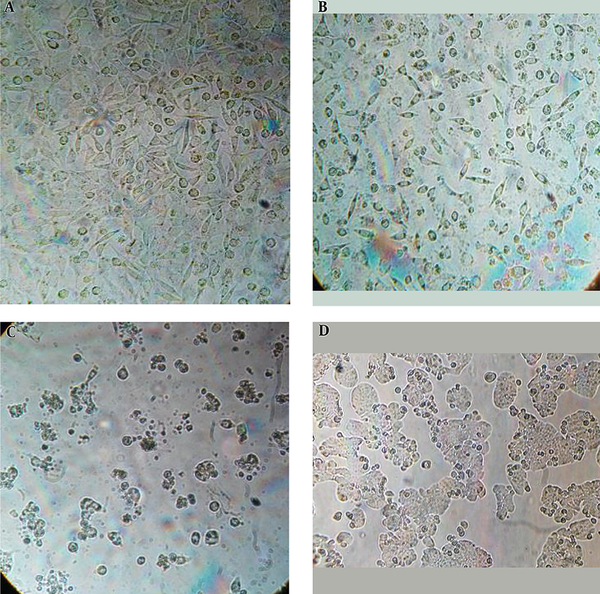 Optical microscope contrast phase images of HT20 treated with GO nanosheets at IC50 concentration after 24 hours (A), 48 hours (B), and 72 hours (C), and untreated cells