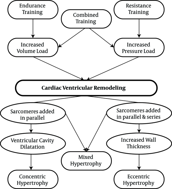 Resistance, endurance and combination exercises and their effect on cardiac hypertrophy (43)