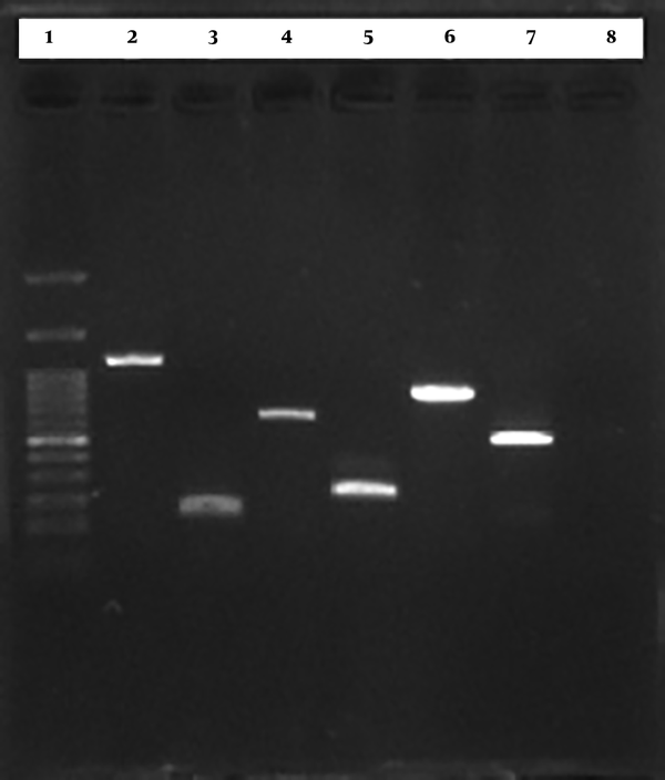 PCR products electrophoresis. 1: Marker (100 bp), 2: Capsular type K1 (1283 bp), 3: wcaG (169 bp), 4: Capsular type K2 (641 bp), 5: SHV (200 bp), 6: TEM (800bp), 7:rmp A (516 bp), 8: negative control.