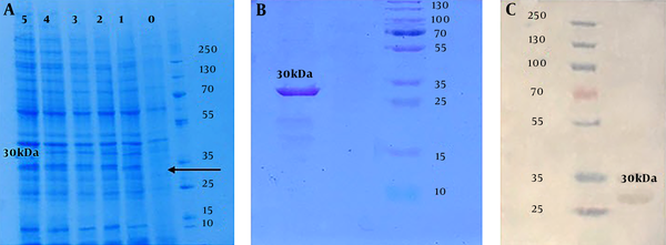 Conformation of protein expression results: A, SDS-PAGE analysis of the rCIL2-3E protein with different sampling times after inducing by 0.2 mM IPTG; each column refers to yielded protein after 0, 1, 2, 3, 4 and 5 hours after induction by IPTG, respectively. B, SDS-PAGE analysis which approves purification of 30 kDa chimera protein band, correctly, using Ni-agarose column. C, Western blot conformation of 30 kDa chimera protein by Anti Poly-Histidine-HRP antibody.